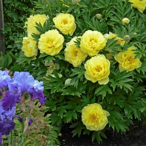 Picture Credit - Ball Horticultural