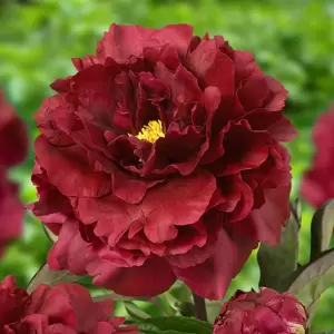 Picture Credit - Greenworks / Farplants