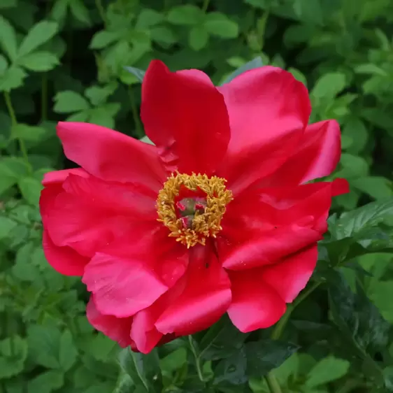 Picture Credit - Farplants