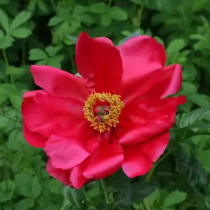 Picture Credit - Farplants