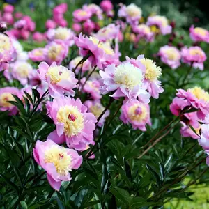 Paeonia lactiflora 'Bowl of Love' - image 2