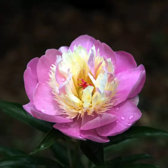 Paeonia lactiflora 'Bowl of Love' - image 1