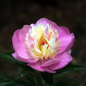 Paeonia lactiflora 'Bowl of Love' - image 1