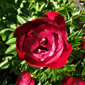 Paeonia lactiflora 'Buckeye Belle' 2L