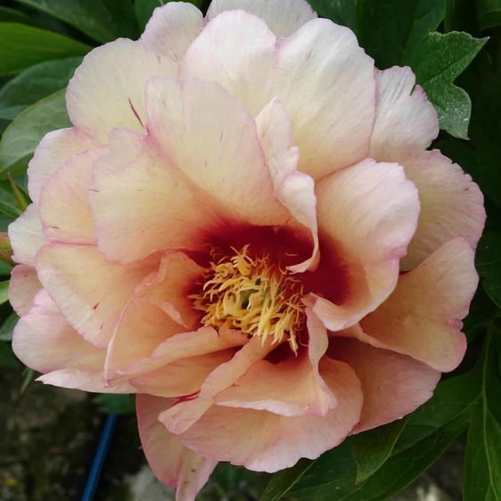 Picture Credit - Ball Horticultural