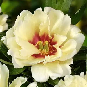 Picture Credit - Ball Horticultural