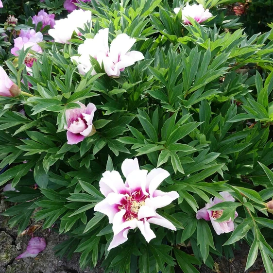 Image Credit: Green Works International BV