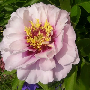 Picture Credit - Ball Horticultural