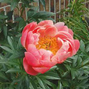 Picture Credit - Walters Gardens, Inc.