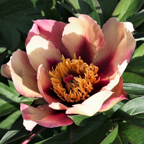 Image Credit: American Peony Society