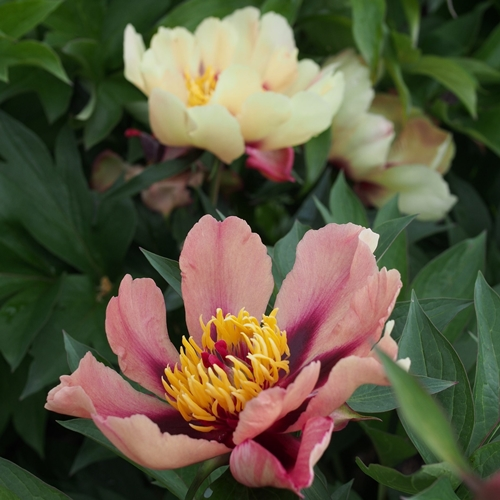 Image Credit: American Peony Society