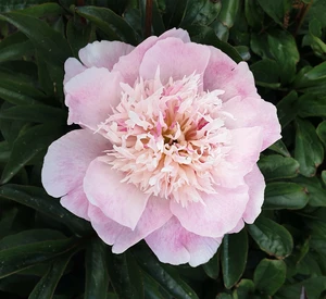 Paeonia lactiflora 'Do Tell' 3L