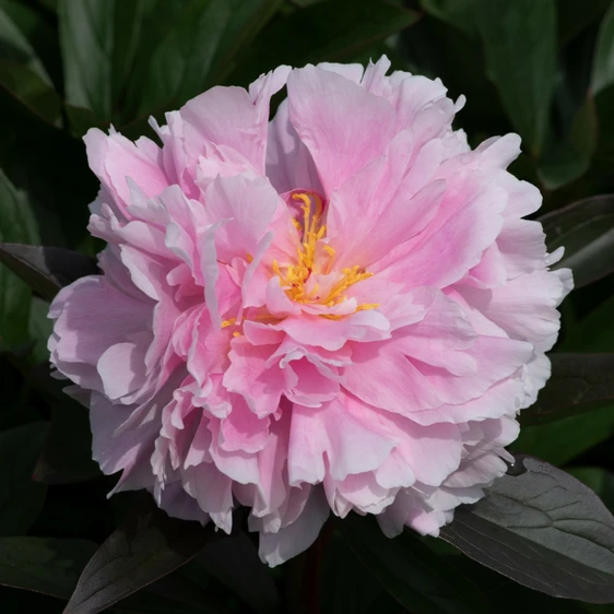 Picture Credit - Ball Horticultural Company