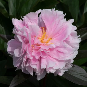 Picture Credit - Ball Horticultural Company