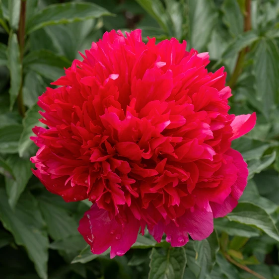 Picture Credit - Ball Horticultural Company