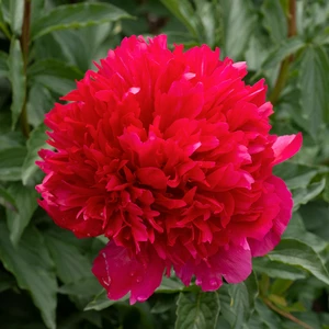 Picture Credit - Ball Horticultural Company