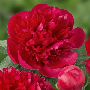 Picture Credit - Ball Horticultural Company