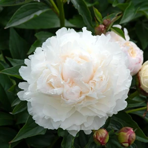 Picture Credit - Ball Horticultural Company