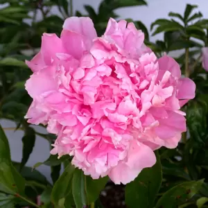 Picture Credit - Walters Gardens, Inc