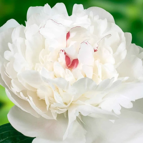 Picture Credit - Walters Gardens, Inc