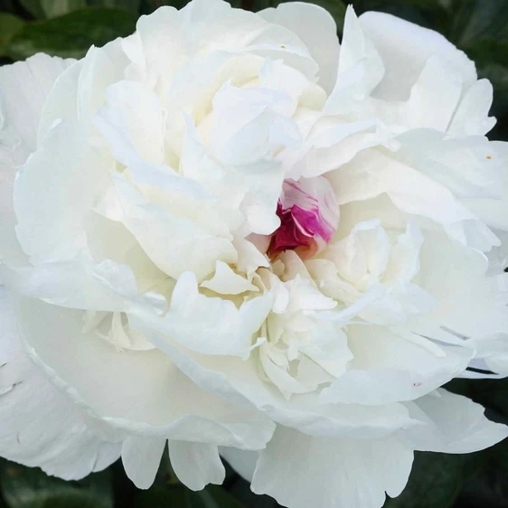 Picture Credit - De Ree/ Farplants