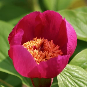 Paeonia lactiflora 'Flame'