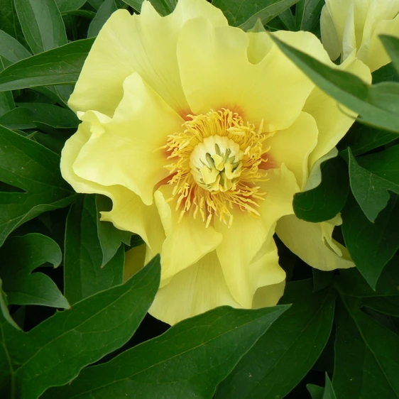 Image Credit: Groot & Groot B.V.