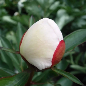 Paeonia lactiflora 'Immaculee' - image 3