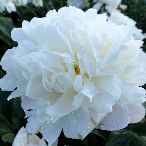 Picture Credit - Walters Gardens, Inc