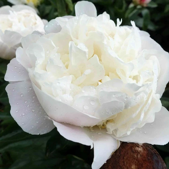 Picture Credit - De Ree/ Farplants