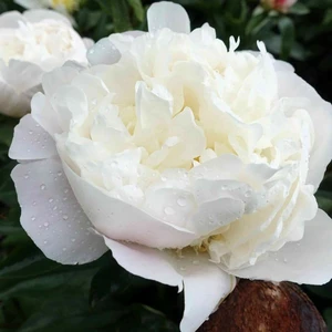 Picture Credit - De Ree/ Farplants