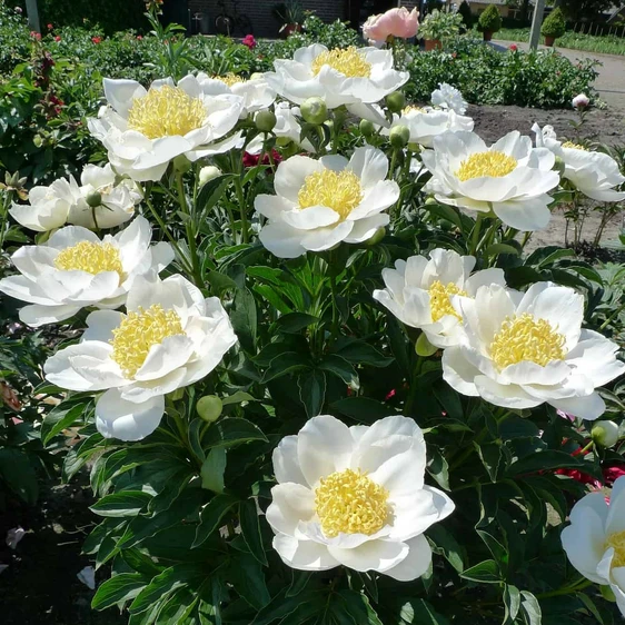 Picture Credit - Ball Horticultural Company