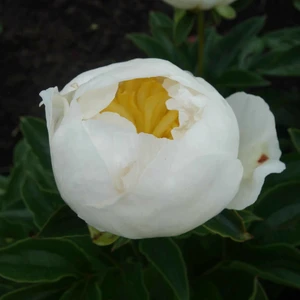 Picture Credit - Ball Horticultural Company