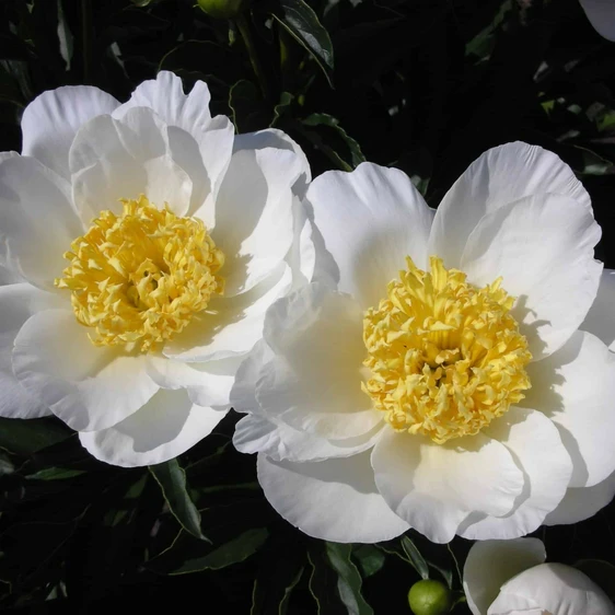 Picture Credit - Ball Horticultural Company