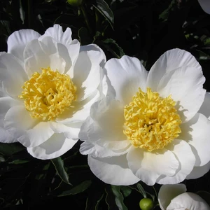 Picture Credit - Ball Horticultural Company