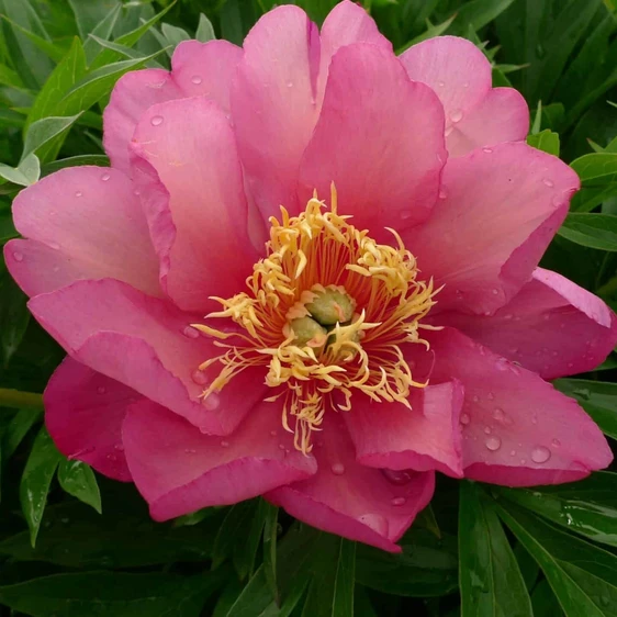 Image Credit: Green Works International BV