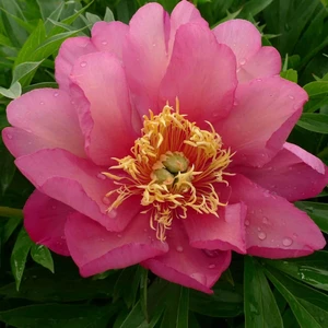 Image Credit: Green Works International BV