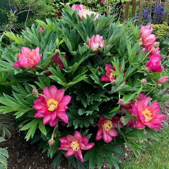 Image Credit: Ball Horticultural Company