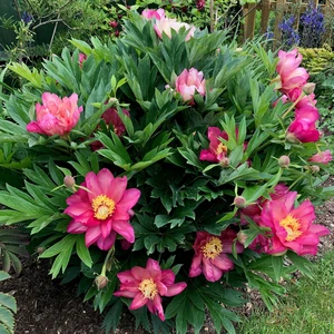 Image Credit: Ball Horticultural Company