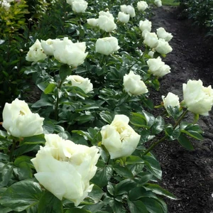 Paeonia lactiflora 'Lemon Chiffon' - image 3