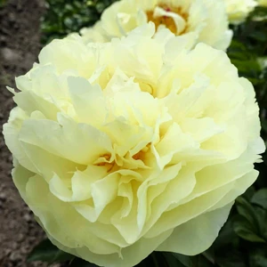 Picture Credit - Ball Horticultural Company