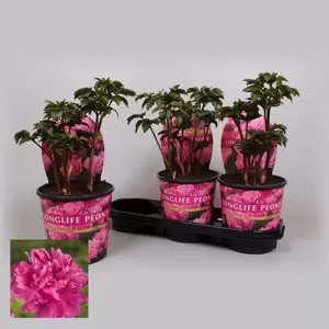 Paeonia lactiflora 'Longlife Pink'