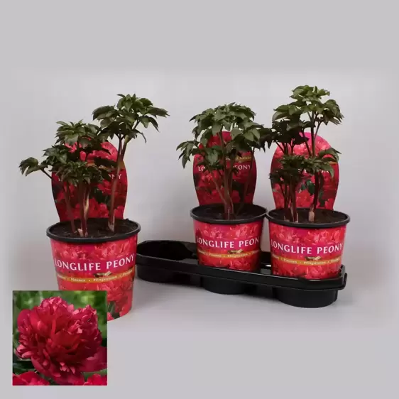 Paeonia lactiflora 'Longlife Red'