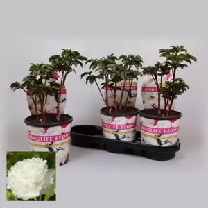 Paeonia lactiflora 'Longlife White'