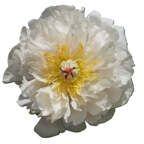 Image Credit: Groot & Groot B.V.