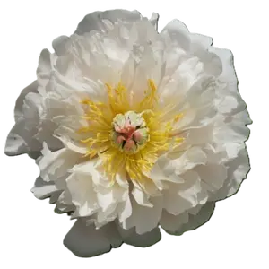 Image Credit: Groot & Groot B.V.