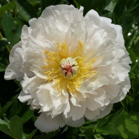 Image Credit: Groot & Groot B.V.