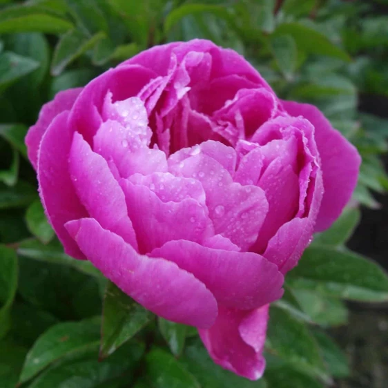 Paeonia lactiflora 'Nice Gal' - image 3