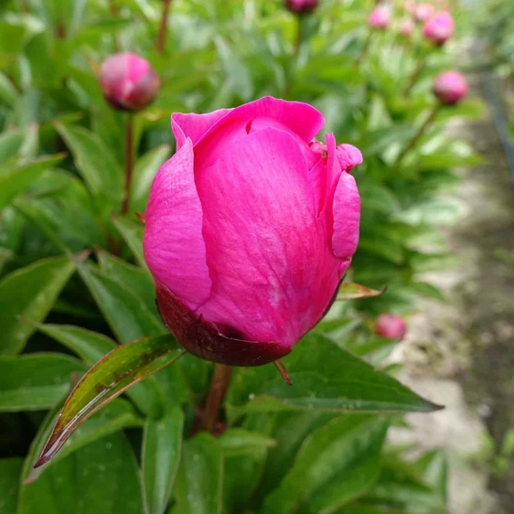 Paeonia lactiflora 'Nice Gal' - image 4