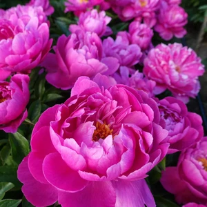 Picture Credit - Walters Gardens, Inc